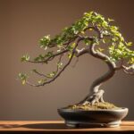 bonsai ficus