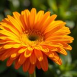 gerbera jamesona