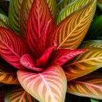 neoregelia