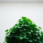 peperomia prostrata