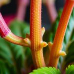 Begonia rozmnażanie z łodygi