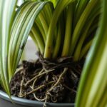 Dracena przelana
