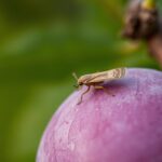 Owocówka śliwkóweczka